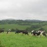 Rural Cottages