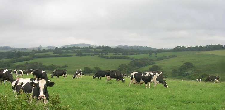 Rural Cottages