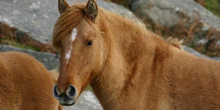 Bodmin Moor