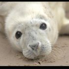 Cornish Seal Sanctuary