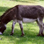 Tamar Valley Donkey Sanctuary