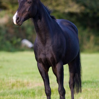 Polmartin Riding Equestian Centre