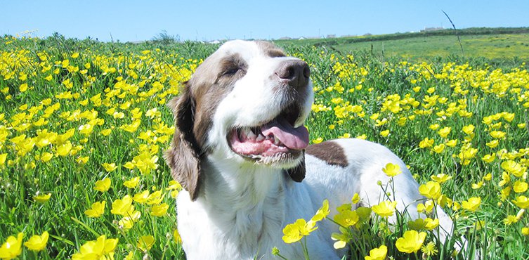 cornish holidays with dogs