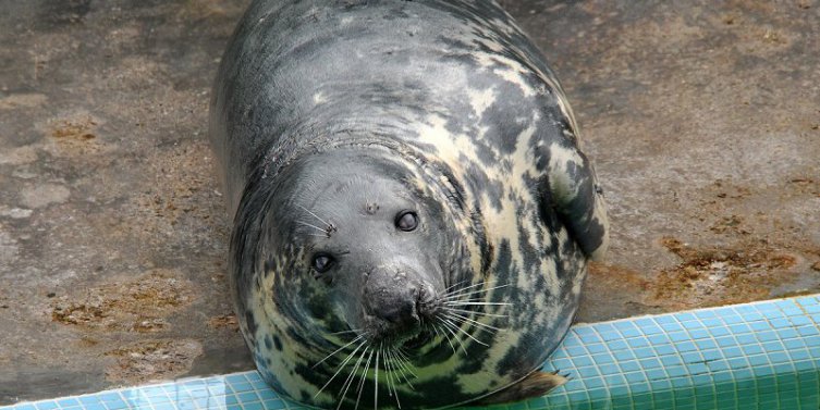 Cornish Seal Sanctuary