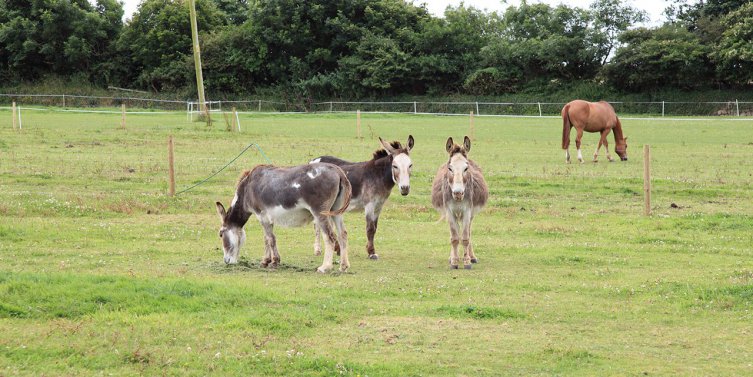 The Neigh-bours