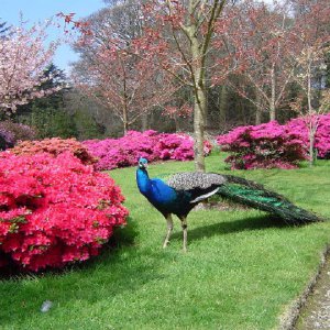 Gardens of Cornwall