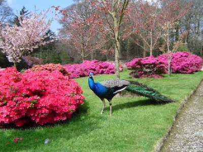 Gardens of Cornwall