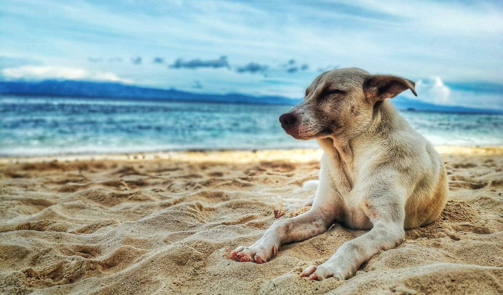 Dog relaxing on the beach