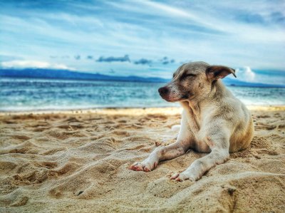 Why Allowing Pets Could Boost Your Bookings