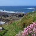 Camellia Holiday Cottage in Lizard, Cornwall