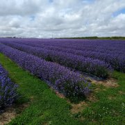 Roskorwell Lavender Farm