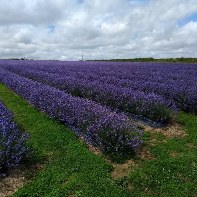Roskorwell Lavender Farm