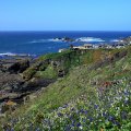 Lizard Point