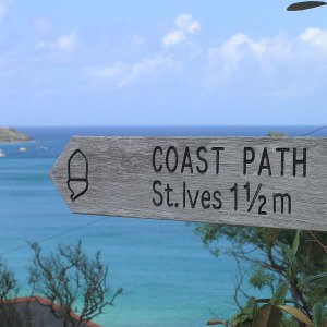The Wildlife Wonders of Cornwall in Summer