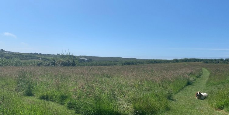 Dog Field at Trenance Farm Cottages