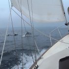 Lizard Sailing Trips